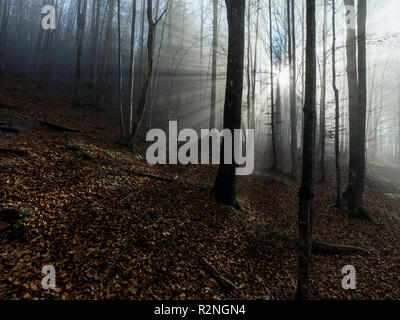 Geheimnisvoller Wald, Sonne durch den Nebel scheint mit wunderschönen Lichtstrahlen Stockfoto
