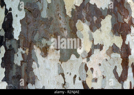 Close-up und Getreide von der Rinde von einer Platane, Platanus acerifolia, Stockfoto