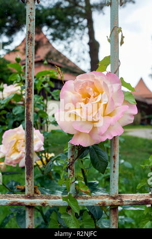 Rose an schmiedeeisernen Zaun einer Burganlage Stockfoto