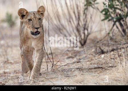 Lion cub folgenden Löwin in Kenia Stockfoto