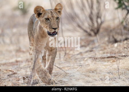 Lion Cub (Panthera leo) folgenden Löwin in Kenia Stockfoto