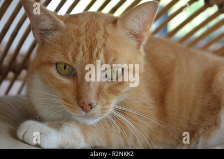 Ingwer marmelade Cat mit gelben Augen, Porträt, bei Camera suchen Stockfoto