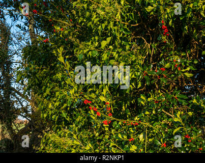 Nahaufnahme von roten Stechpalme Beeren und Efeu wächst neben Tyne River, East Lothian, Schottland, Großbritannien Stockfoto