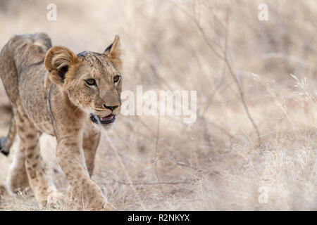 Lion cub folgenden Löwin in Kenia Stockfoto