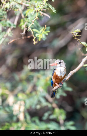 Graue Kingfisher (Halcyon leucocephala) im Baum in Kenia gehockt Stockfoto