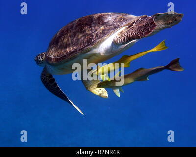 unter Wasser Stockfoto