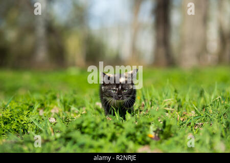 Kleines Kätzchen schildpatt Farbe im Park sitzt im Gras Stockfoto