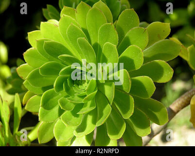 Sukkulenten aeonium Stockfoto