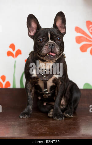 Ein Hund der Rasse der eine französische Bulldogge von dunkler Farbe sitzt auf einem Herd Stockfoto