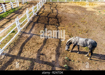 Gruppe von rassigen Pferden wandern und Beweidung im Fahrerlager in der Nähe von Stabil. Langer abend Nachmittag Schatten. Schöne Tiere auf der Farm oder Ranch. Antenne top Stockfoto