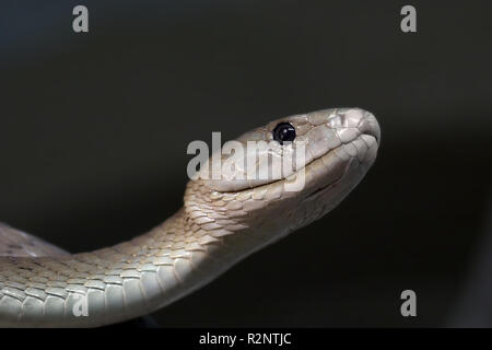 Black Mamba (2) Stockfoto