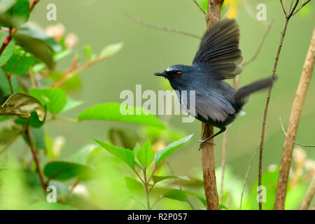 Schönen blauen Vogel, white-bellied blau Robin, männlich, Blue Robin auf schönen Zweig ausruhen, an der wilden, natürlichen Lebensraum suchen Stockfoto