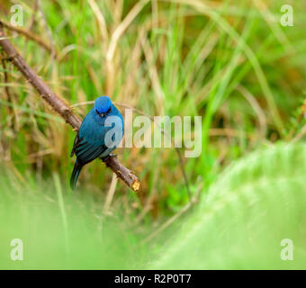 Der Nilgiri-Fliegenfänger ist eine alte Welt Fliegenfänger mit einem sehr eingeschränkten Bereich in den Hügeln von Südindien. Stockfoto