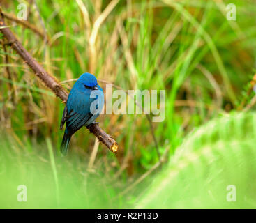 Der Nilgiri-Fliegenfänger ist eine alte Welt Fliegenfänger mit einem sehr eingeschränkten Bereich in den Hügeln von Südindien. Stockfoto