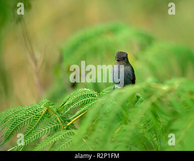 Der Nilgiri-Fliegenfänger ist eine alte Welt Fliegenfänger mit einem sehr eingeschränkten Bereich in den Hügeln von Südindien. Stockfoto