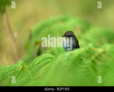 Der Nilgiri-Fliegenfänger ist eine alte Welt Fliegenfänger mit einem sehr eingeschränkten Bereich in den Hügeln von Südindien. Stockfoto