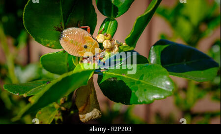 Große stinken Bug, Musgraveia sulciventris, in Australien gefunden, die auch als Bronze orange Bug bekannt, ein Schädling zu Anlagen im Citrus Gruppe Stockfoto