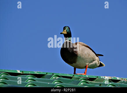 Gen Himmel Stockfoto