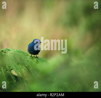 Der Nilgiri-Fliegenfänger ist eine alte Welt Fliegenfänger mit einem sehr eingeschränkten Bereich in den Hügeln von Südindien. Stockfoto