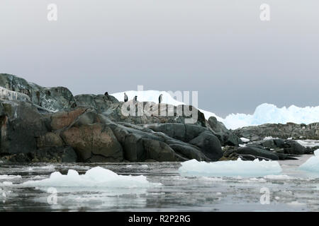 Adelie Pinguine stehen auf Rock mit eisberge Prospect Point antarktischen Halbinsel Antarktis Stockfoto