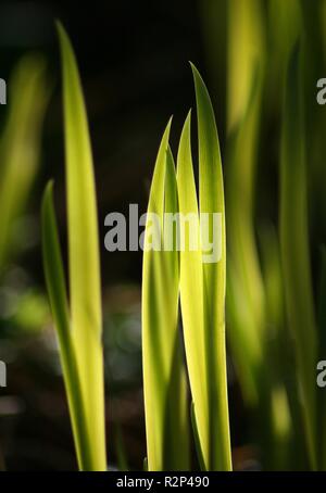 Glänzend aussehen Stockfoto