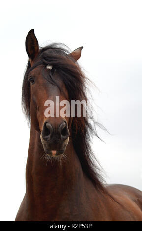 andalusischen Stockfoto