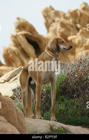 Windhund Stockfoto