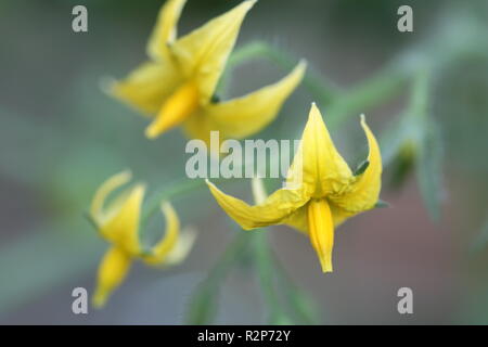 Tomaten-Blumen Stockfoto
