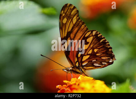 Danaus plexippus - monarch butterfly Stockfoto