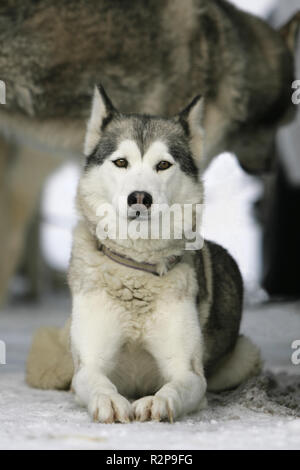 Siberian Husky Porträt Stockfoto