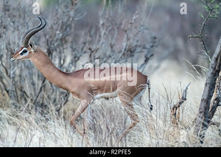 Gerenuk (Litocranius walleri) Fütterung auf der Kenianischen Savanne Stockfoto