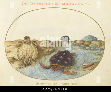 Animalia Aqvatilia et Cochiliata (aqva): Platte I. Vom: C. 1575/1580. Abmessungen: Seitenformat: 14,3 x 18,4 cm (5 5/8 x 7 1/4 in.). Medium: Aquarell und Gouache, mit ovalen Grenze in Gold, auf Pergament. Museum: Nationalgalerie, Washington DC. Autor: joris Hoefnagel. Stockfoto