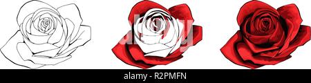 Rose Hand zeichnen und gefärbt. Eine blühende Rose. Vector Illustration. Stock Vektor