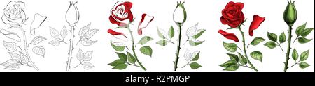 Rosen Hand zeichnen und gefärbt. Eine blühende Rose. Vector Illustration. Stock Vektor