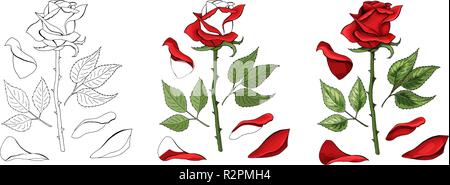 Rosen Hand zeichnen und gefärbt. Eine blühende Rose. Vector Illustration. Stock Vektor