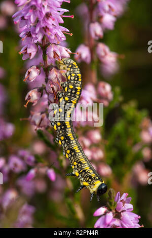 Blatt wasp Larve an blühenden Ginster Heide Stockfoto