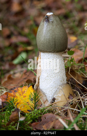 Im Wald Exemplar des Gemeinen Stinkmorchels, Herbst Stockfoto