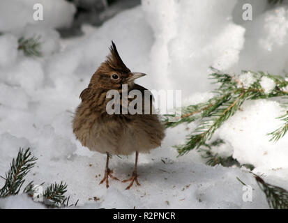 erklommene Lerche Stockfoto