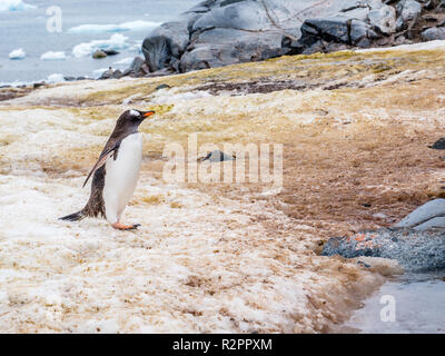 Gentoo Pinguin, Pygoscelis papua, Watschelte auf Petermann Island, Antarktische Halbinsel, Antarktis Stockfoto
