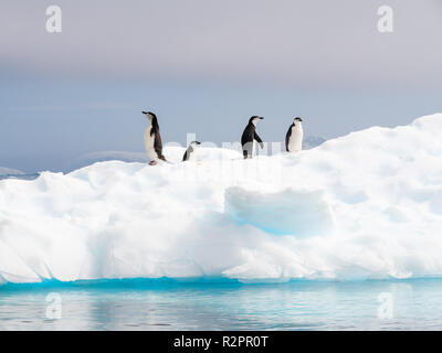 Vier Kinnriemen Pinguine, Pygoscelis antarcticus, stehend auf Eisscholle in Anna Cove, gerlache Strait, Antarktische Halbinsel, Antarktis Stockfoto