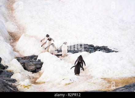 Gentoo Penguins, Pygoscelis papua, wandern nach oben und unten Pinguin Autobahn auf Cuverville Island, Antarktische Halbinsel, Antarktis Stockfoto