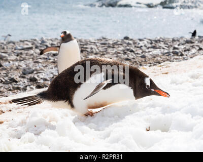 Gentoo Pinguin, Pygoscelis papua, Schnee Essen am Strand von Cuverville Island, Antarktische Halbinsel, Antarktis Stockfoto