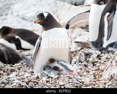 Gentoo Pinguin, Pygoscelis papua, Mutter mit zwei Küken in rookery auf Felsen von Cuverville Island, an der Westküste der Antarktischen Halbinsel, Antarktis Stockfoto