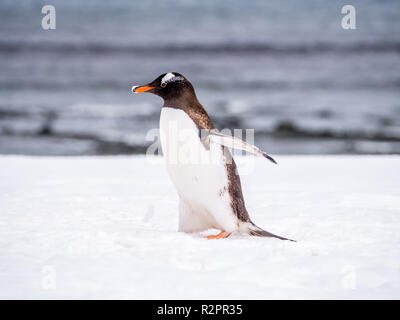 Portrait von Gentoo Pinguin, Pygoscelis papua, Wandern im Schnee, Mikkelsen Hafen, Trinity Island, an der Westküste der Antarktischen Halbinsel, Antarktis Stockfoto