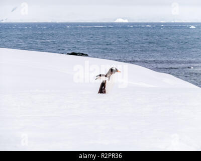Gentoo Pinguin, Pygoscelis papua, Wandern im Schnee, Mikkelsen Hafen auf Trinity Island, an der Westküste der Antarktischen Halbinsel, Antarktis Stockfoto