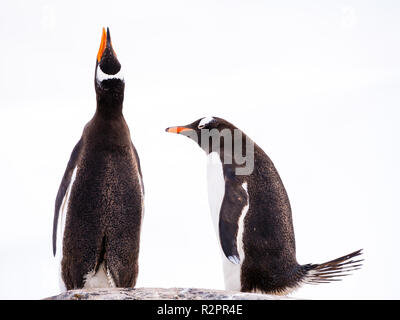 Paar Gentoo Penguins, Pygoscelis papua, Seite an Seite, eine Berufung und eine Verbeugung, Mikkelsen Hafen, Trinity Island, Antarktische Halbinsel, Antarktis Stockfoto