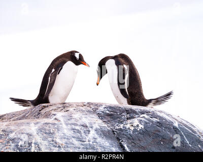 Paar Gentoo Penguins, Pygoscelis papua, Seite an Seite in Fels und beugen, Mikkelsen Hafen, Trinity Island, Antarktische Halbinsel, Antarktis Stockfoto