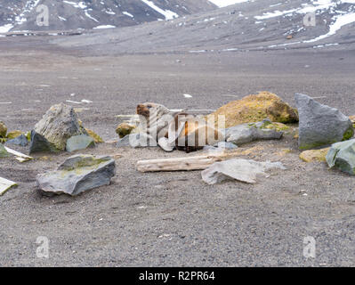 Antarktis, Arctocephalus gazella auf schwarzem Sand Strand von Whalers Bay, Deception Island, South Shetland Islands, Antarktis ruhen Stockfoto