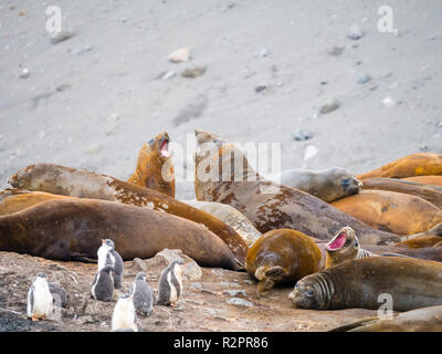 Roaring Südlichen Seeelefanten und Gentoo Pinguin Küken an Hannah Point, Livingston Island, South Shetland Inseln, Antarktis Stockfoto