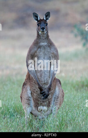 Männliche Western grey Kangaroo stehend auf dem Rücken Beine freuen Avon Valley western Australia Stockfoto